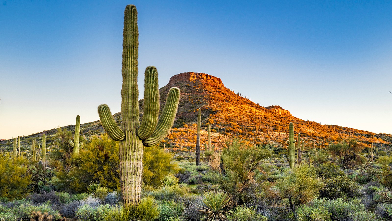 Examples of Plant Adaptations in Different Environments