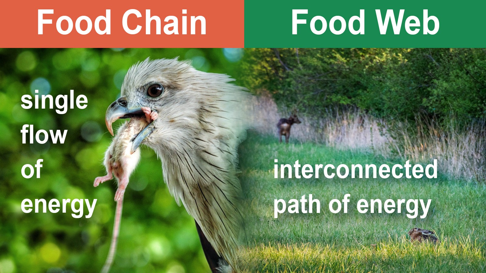 Difference Between A Food Chain And Food Web