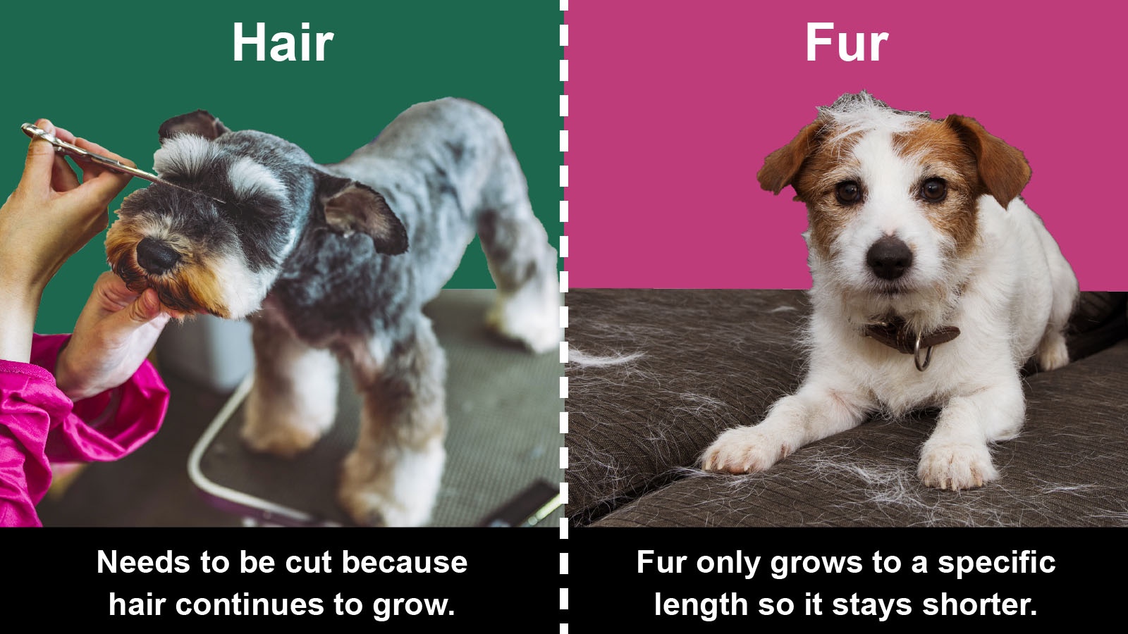 Difference Between Hair and Fur (According to Science)