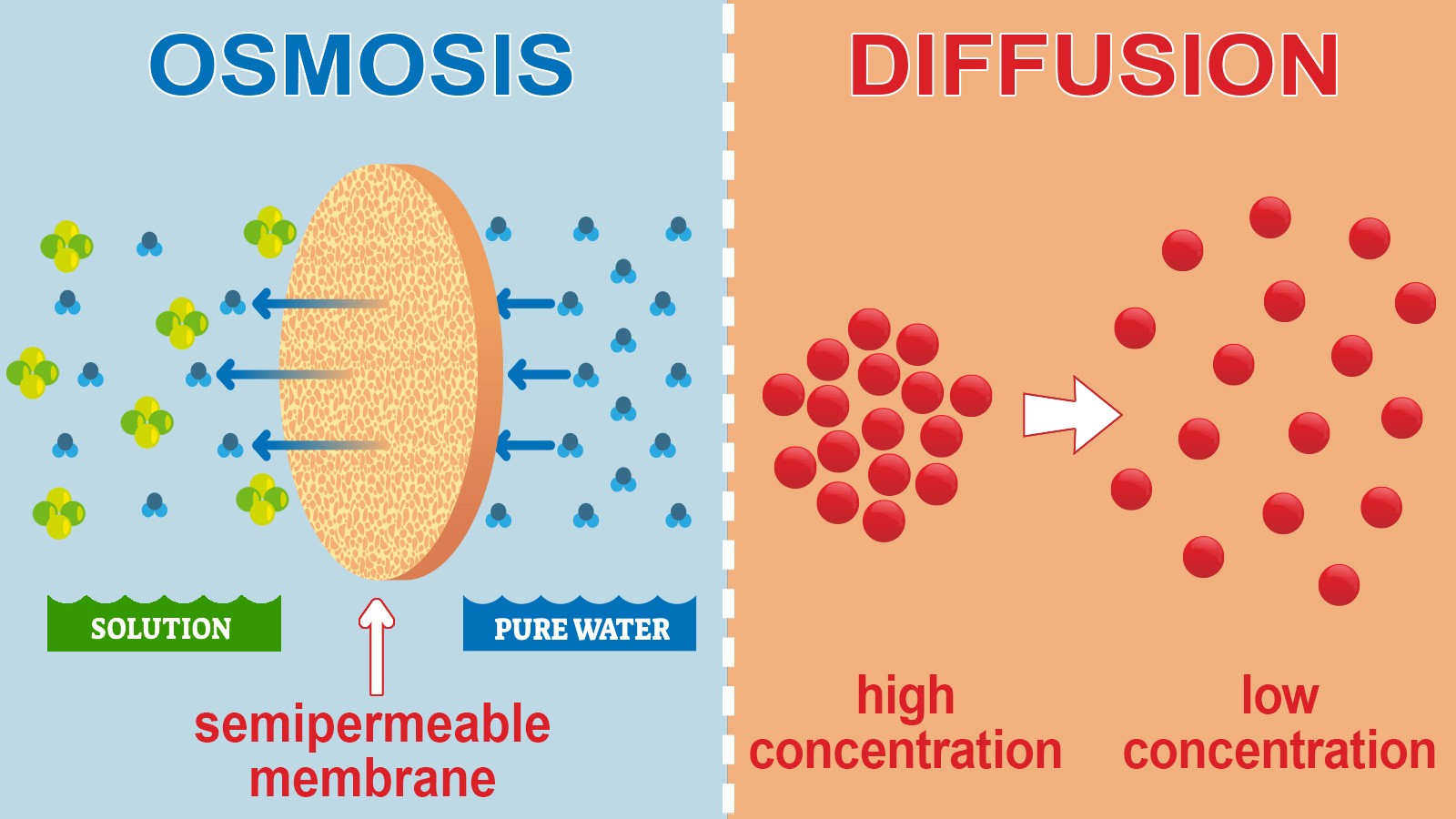 Main Difference Between Osmosis and Diffusion in Biology