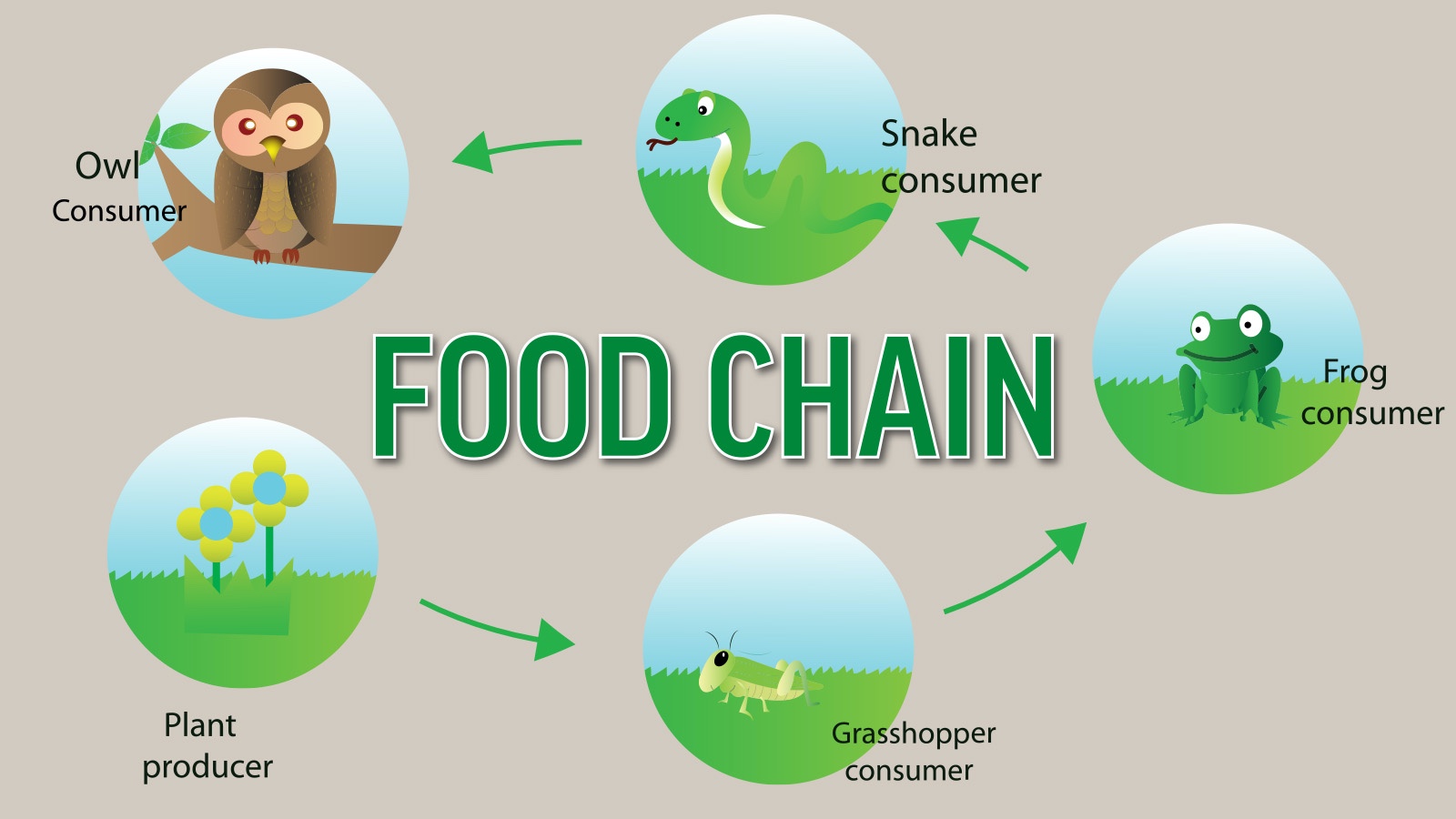 main-difference-between-a-food-chain-and-a-food-web