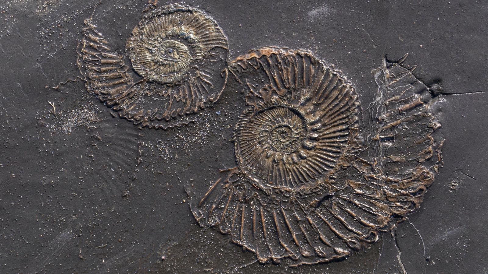 5-types-of-fossils-and-how-they-are-formed