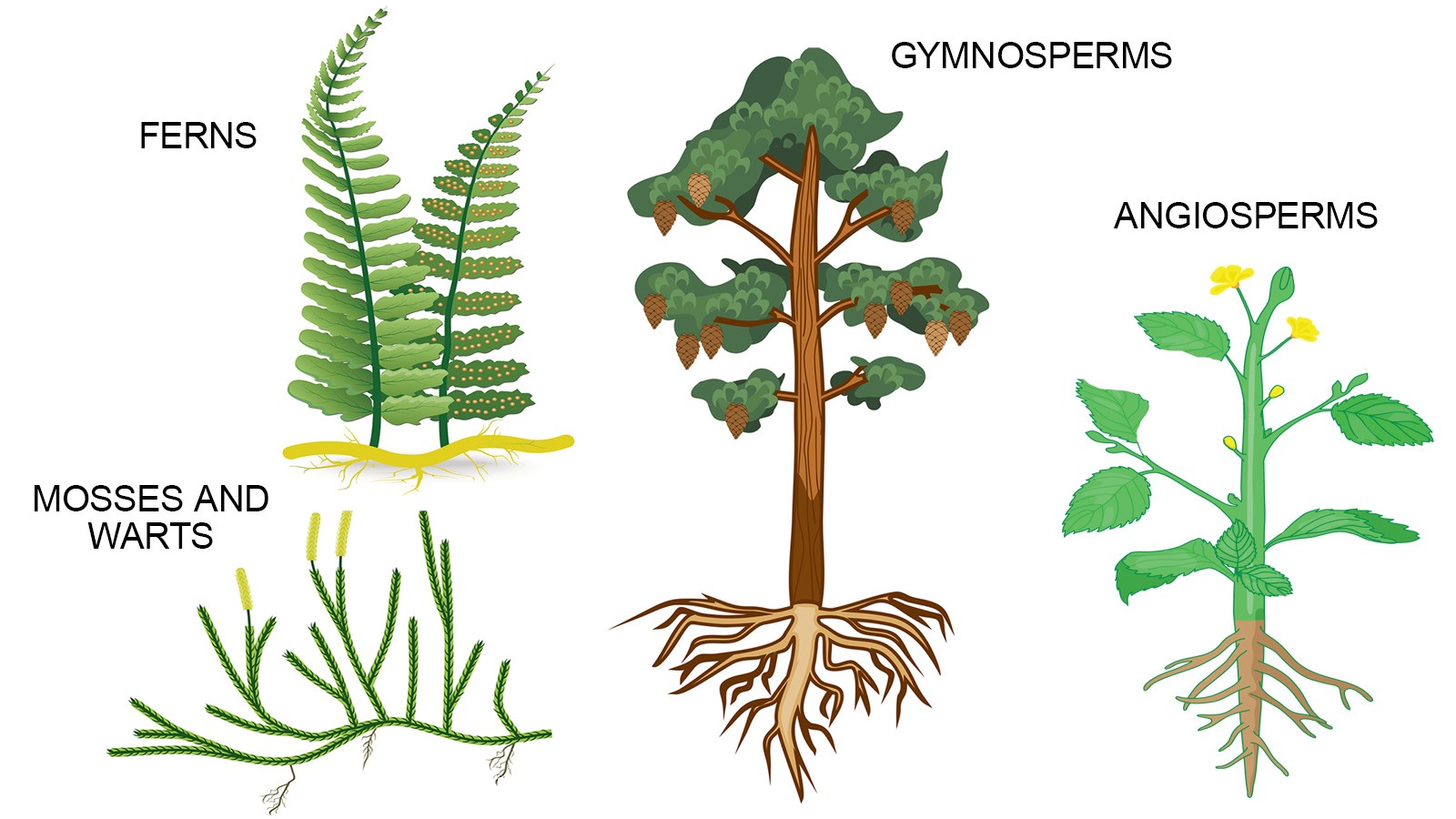 What are the four different types of leaves? - Rankiing Wiki : Facts ...