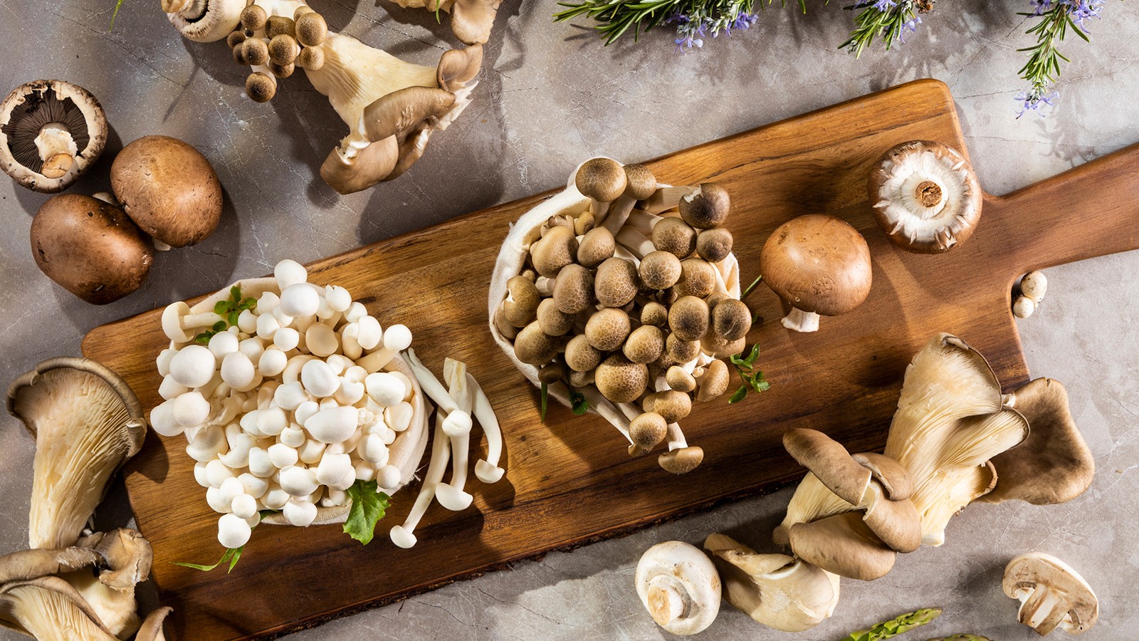 Common Fungi Examples