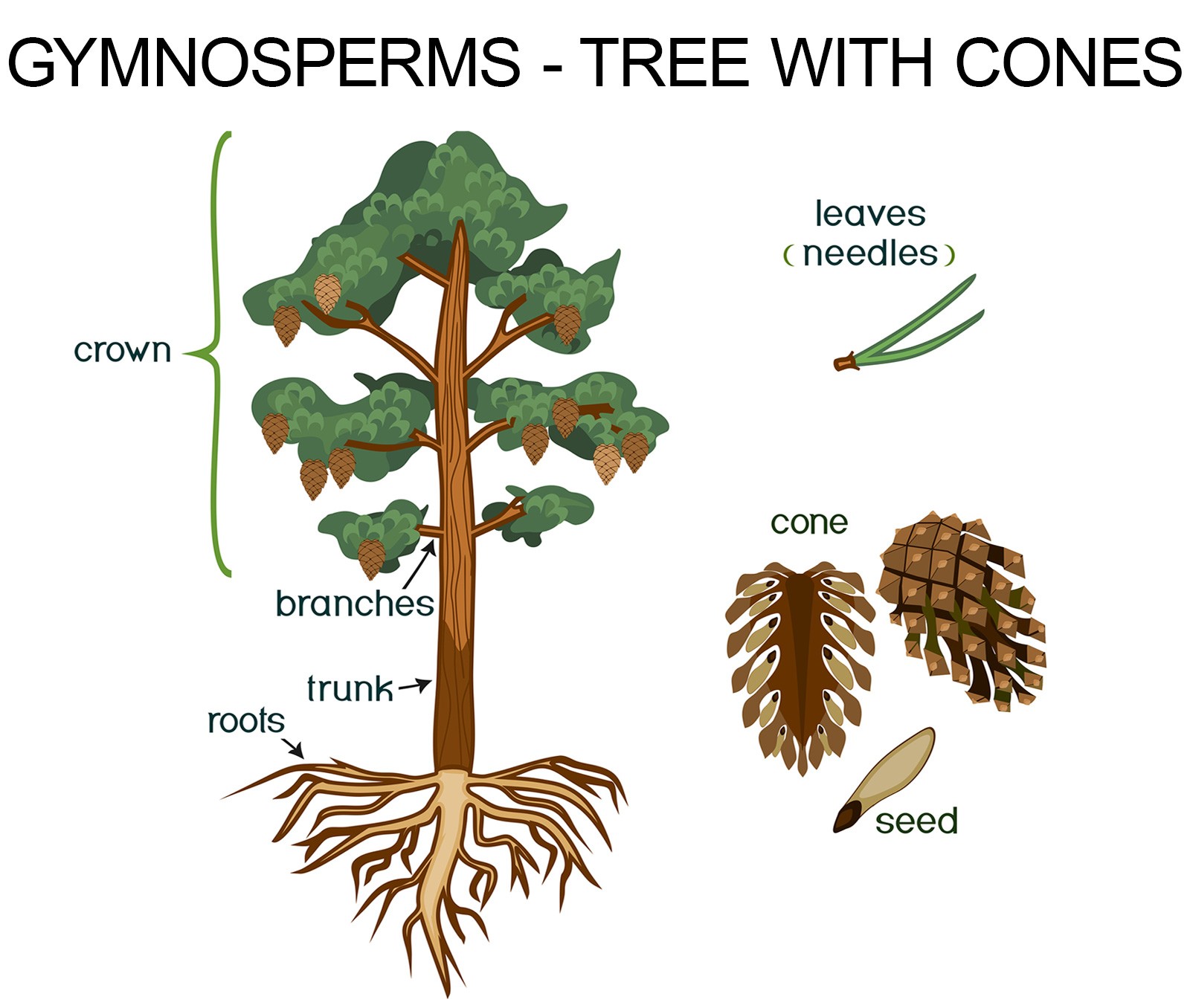 Деревья исследование. Gymnosperm Tree cartoon. What are gymnosperms. The structure of gymnosperm Cones. Gymnosperms illustration.