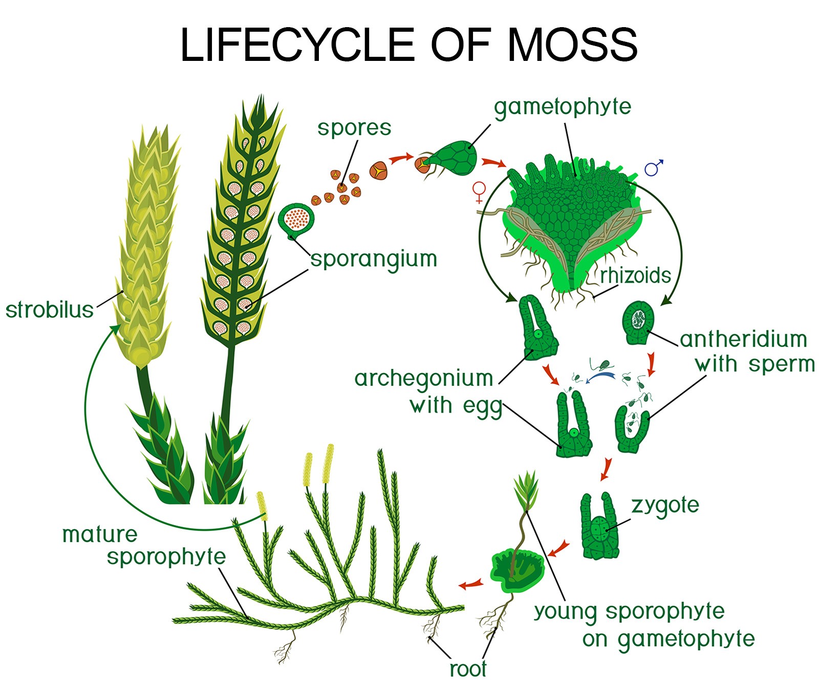 4 Main Types of Plants for Kids