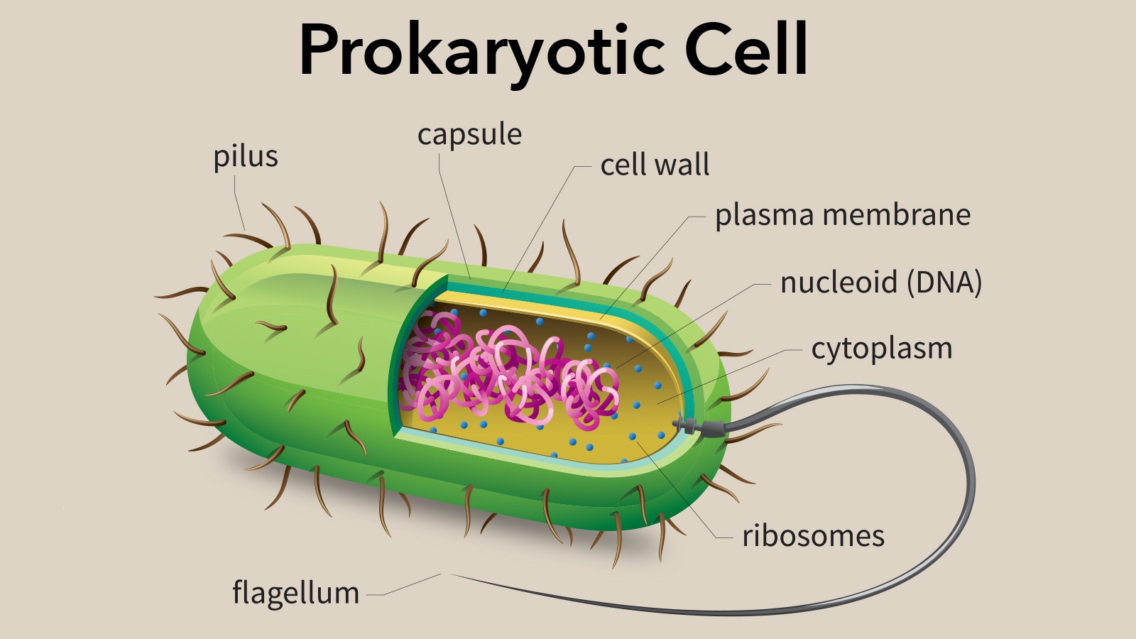 Image Result For Prokaryotic Cell Prokaryotic Cell Cell