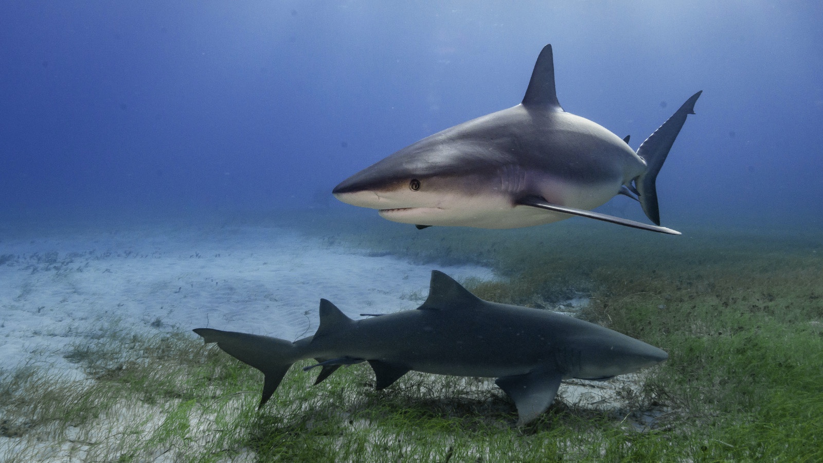 Heterotroph Examples in Food Chains