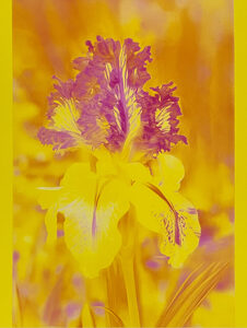 Verblühte Blumen