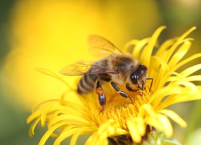 Workshop : Discover Urban Pollinators