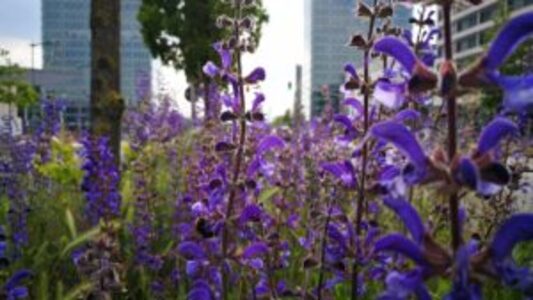Promenade à la découverte des plantes médicinales du Kirchberg