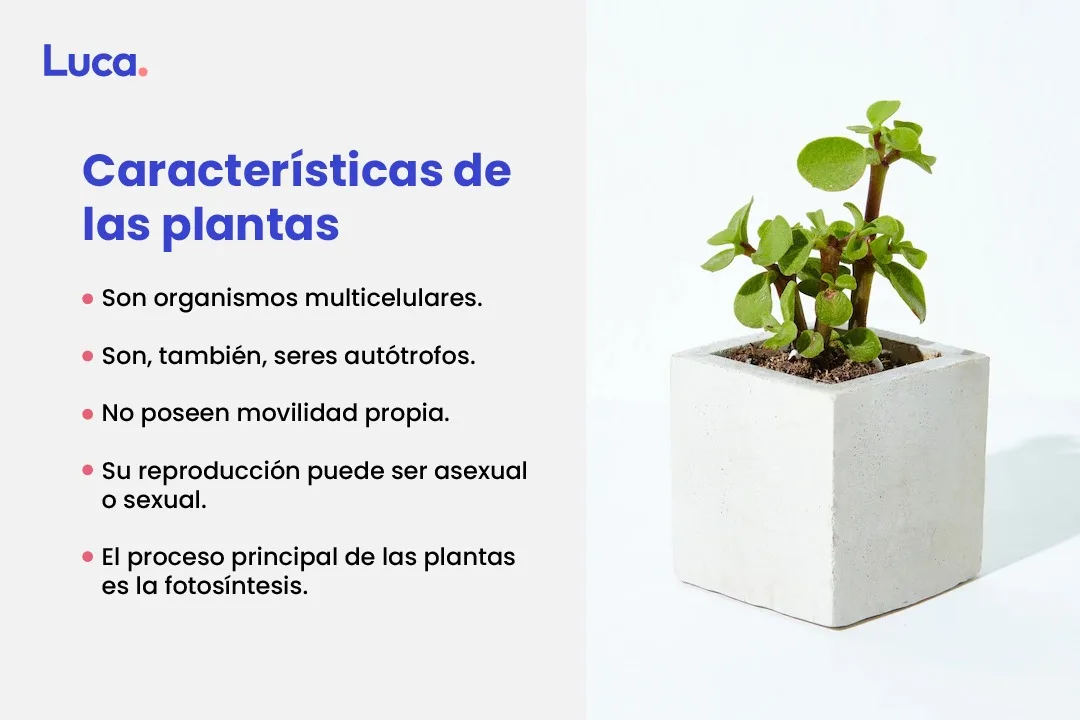 ´qué son las plantas