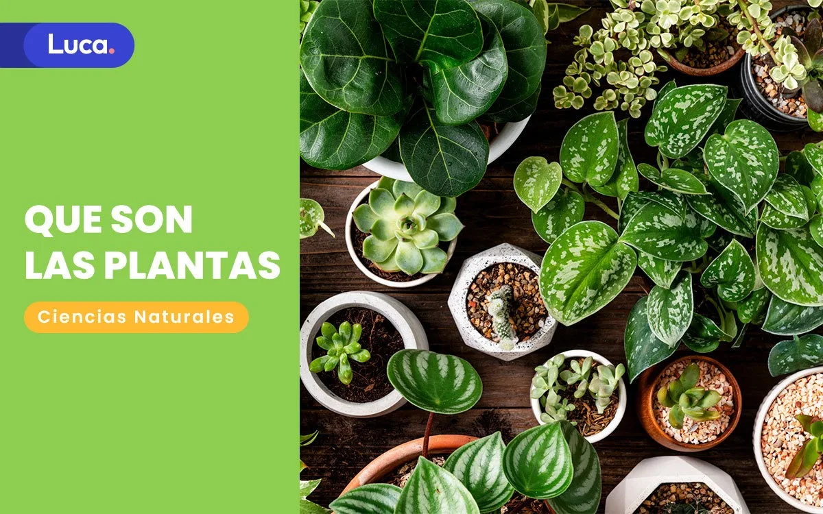 Ilustración de plantas con raíces, tallo y hojas