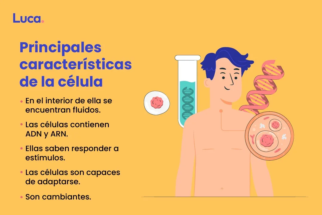 características de la célula