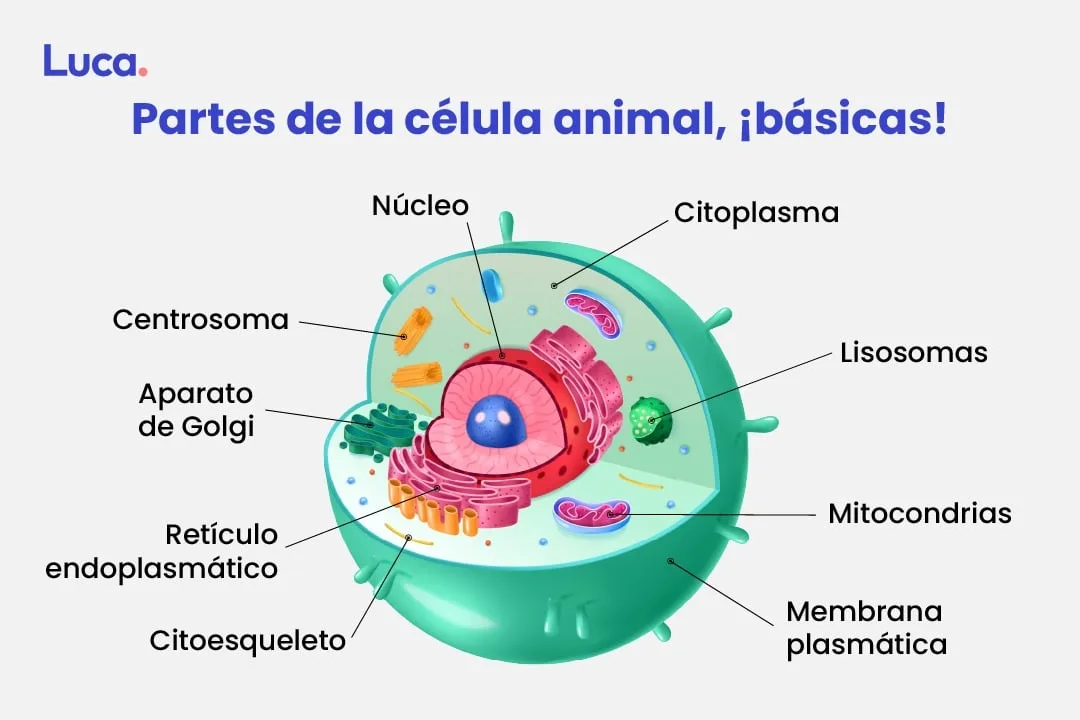 partes de la célula animal