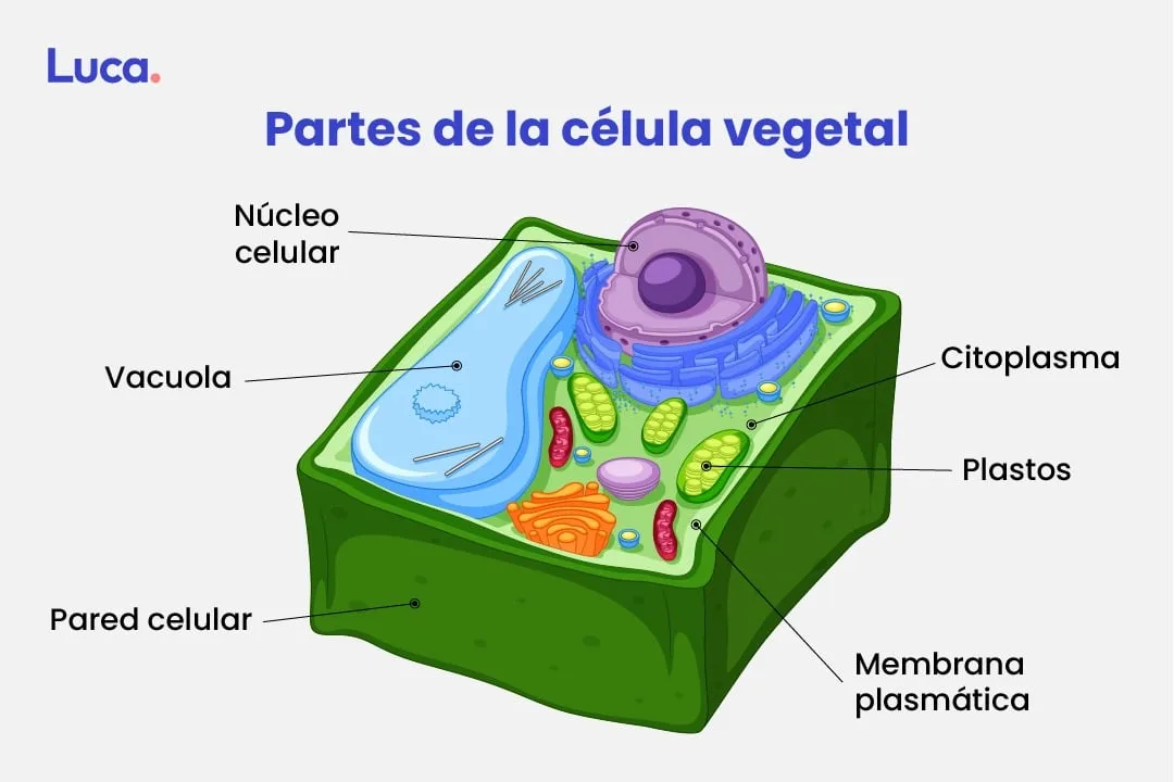 partes de la célula vegetal