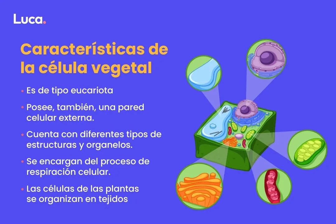 partes de la célula vegetal