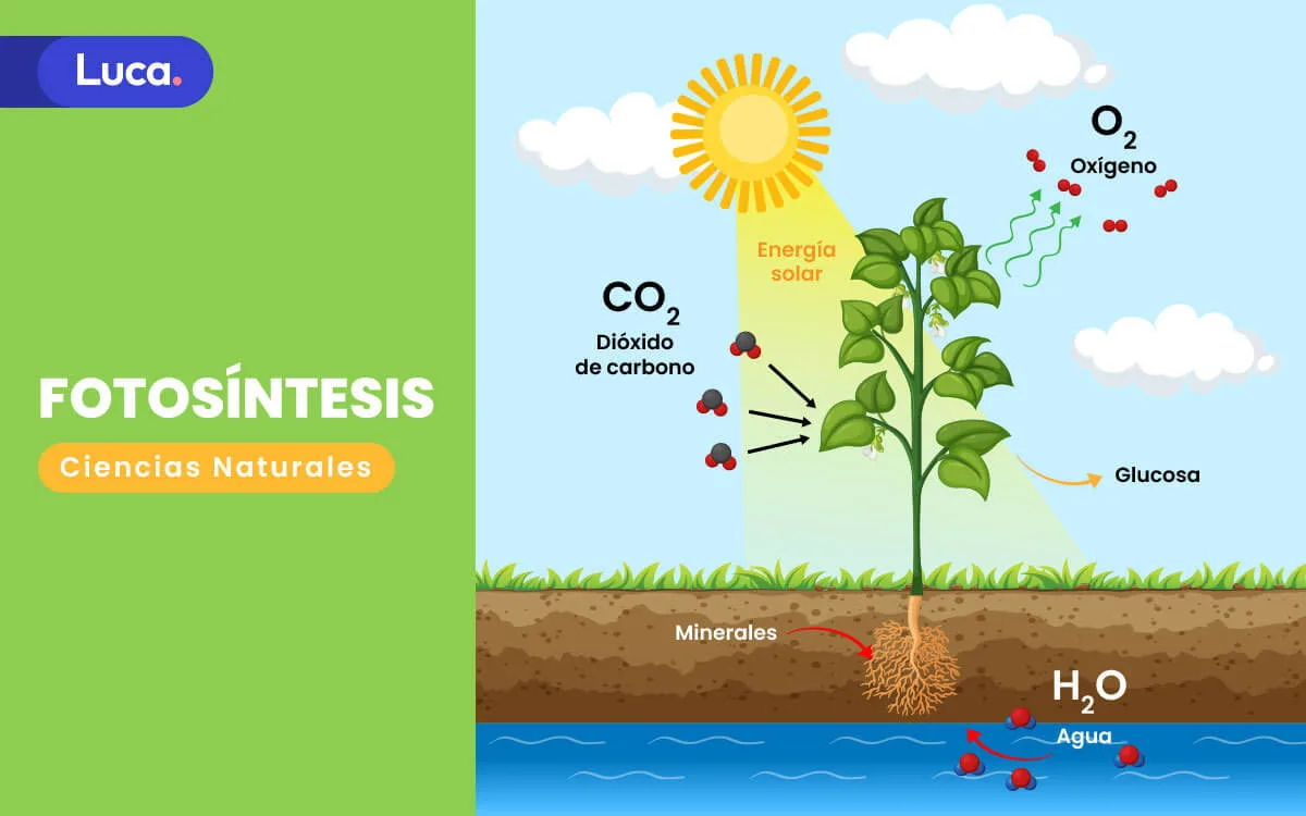Diagrama del proceso de fotosíntesis en plantas verdes