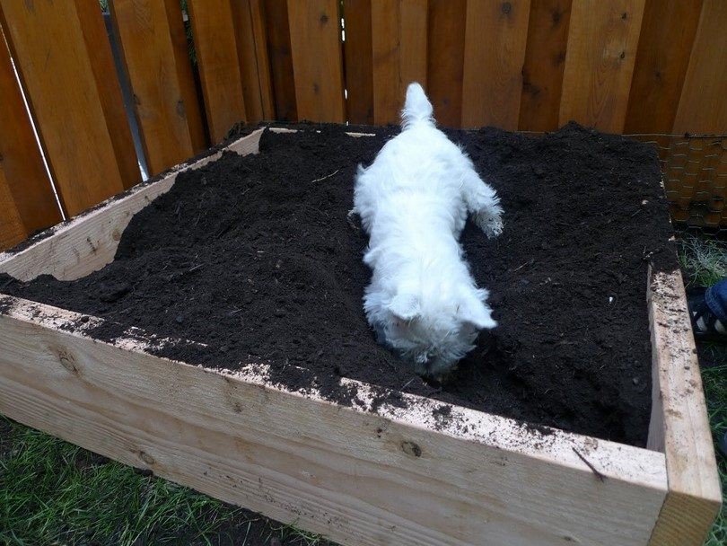 Outdoor Canine Enrichment Ideas