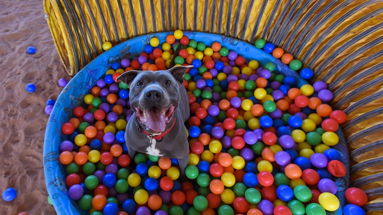 DIY Dog Enrichment