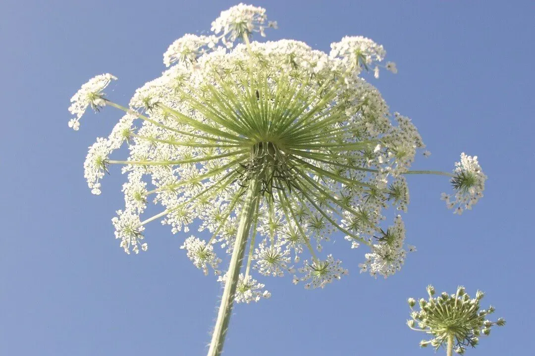 Releasing-emotions-to-ease-anxiety-e1705825460156.jpg.webp