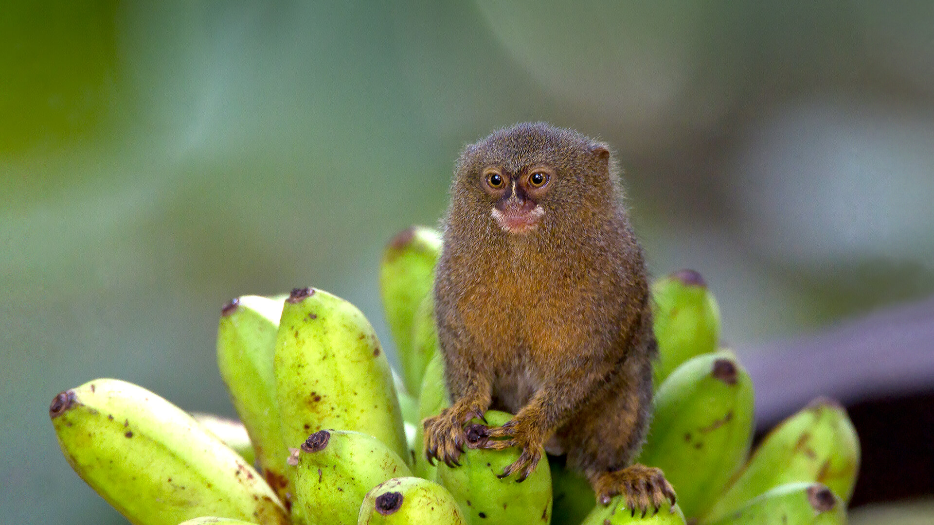 Pygmy Marmosets Are the World’s Smallest Monkeys.