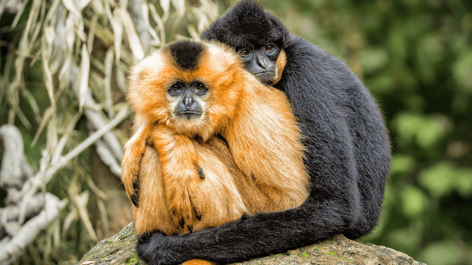 Gibbon Couples Have a “Song.”