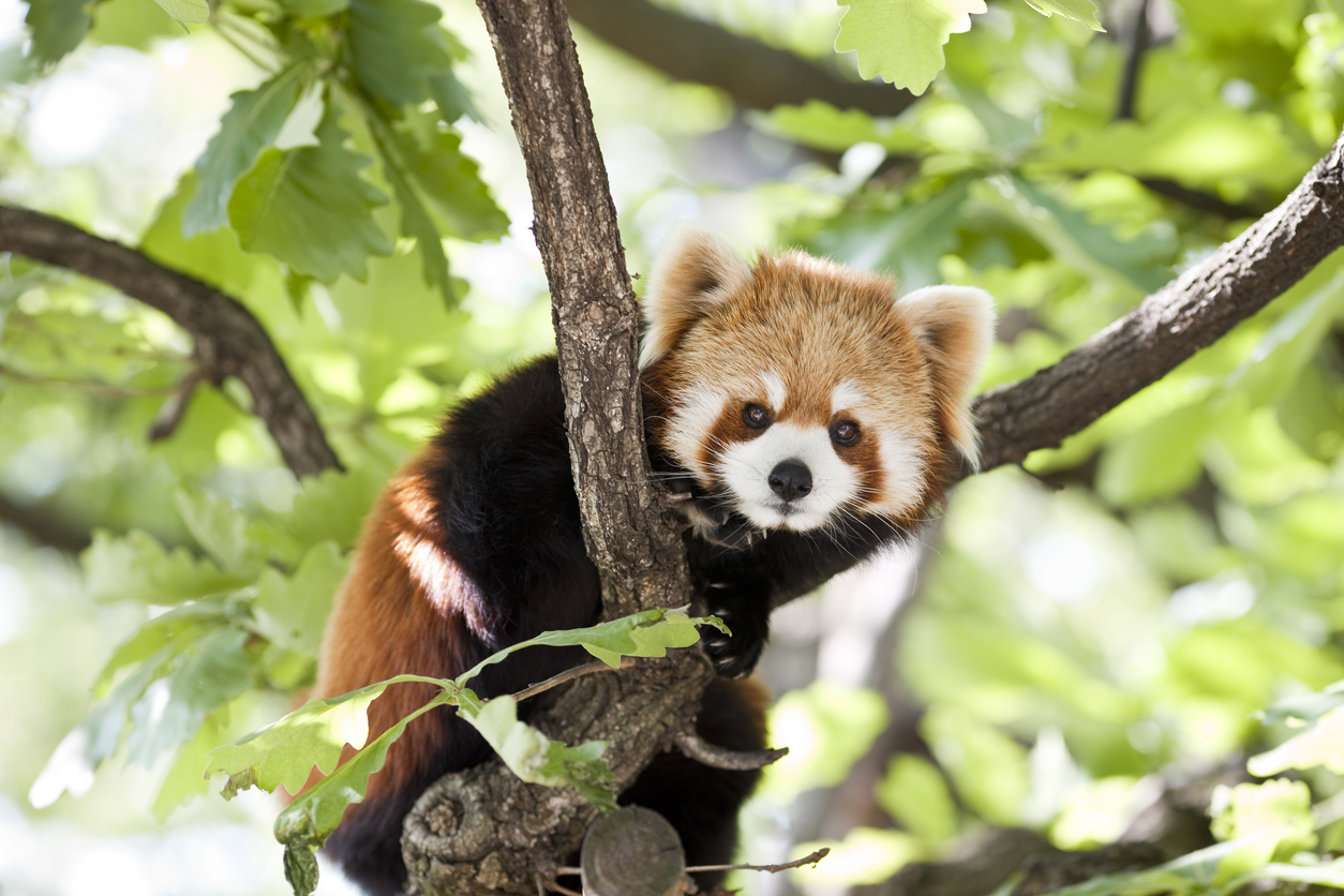 Red Pandas Climb Down Trees Headfirst.