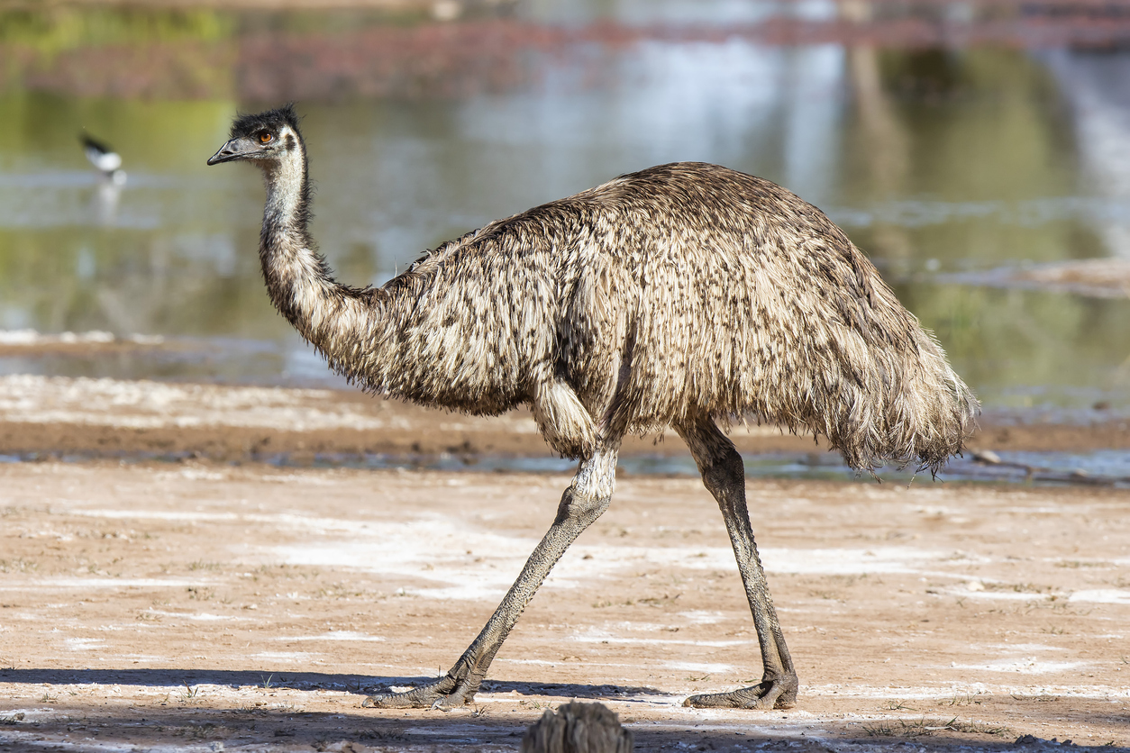 Emus Have Calf Muscles.