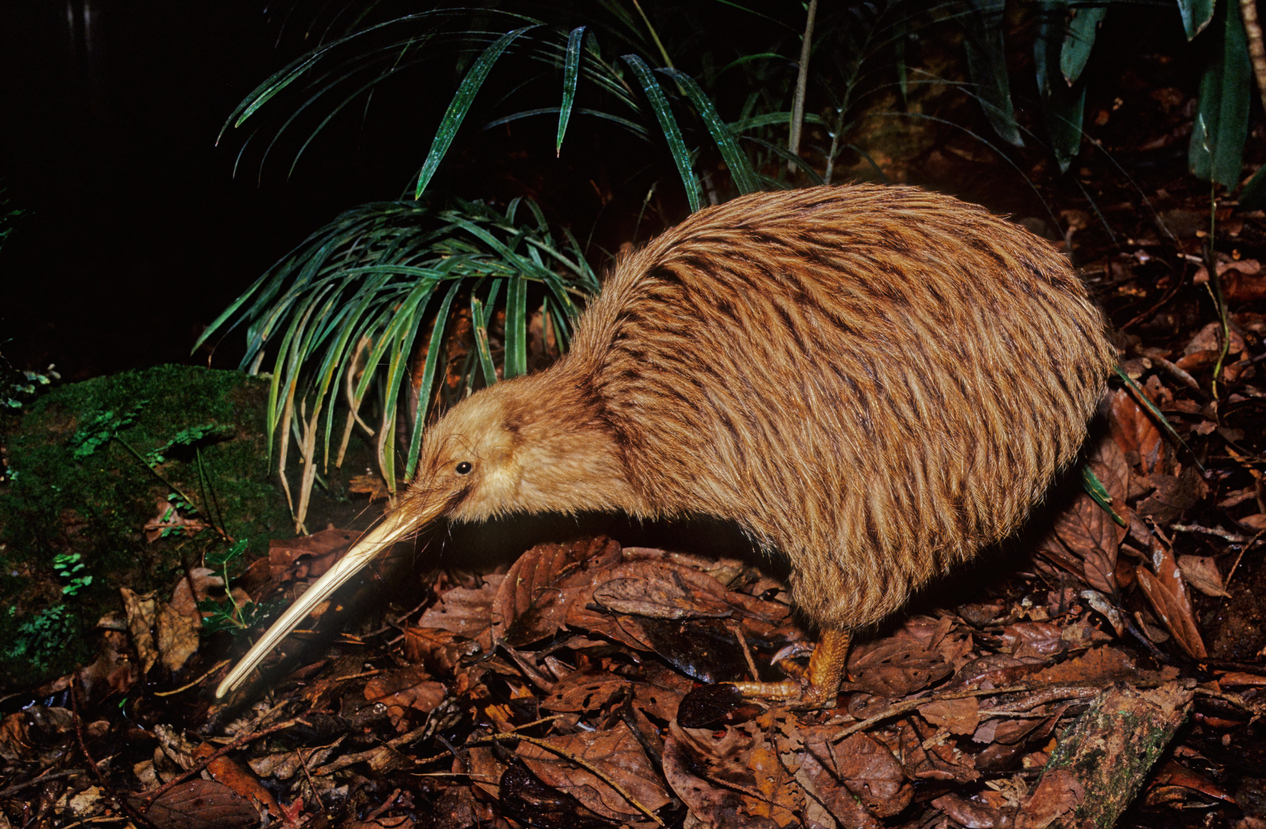 There Are 5 Species of Kiwi.