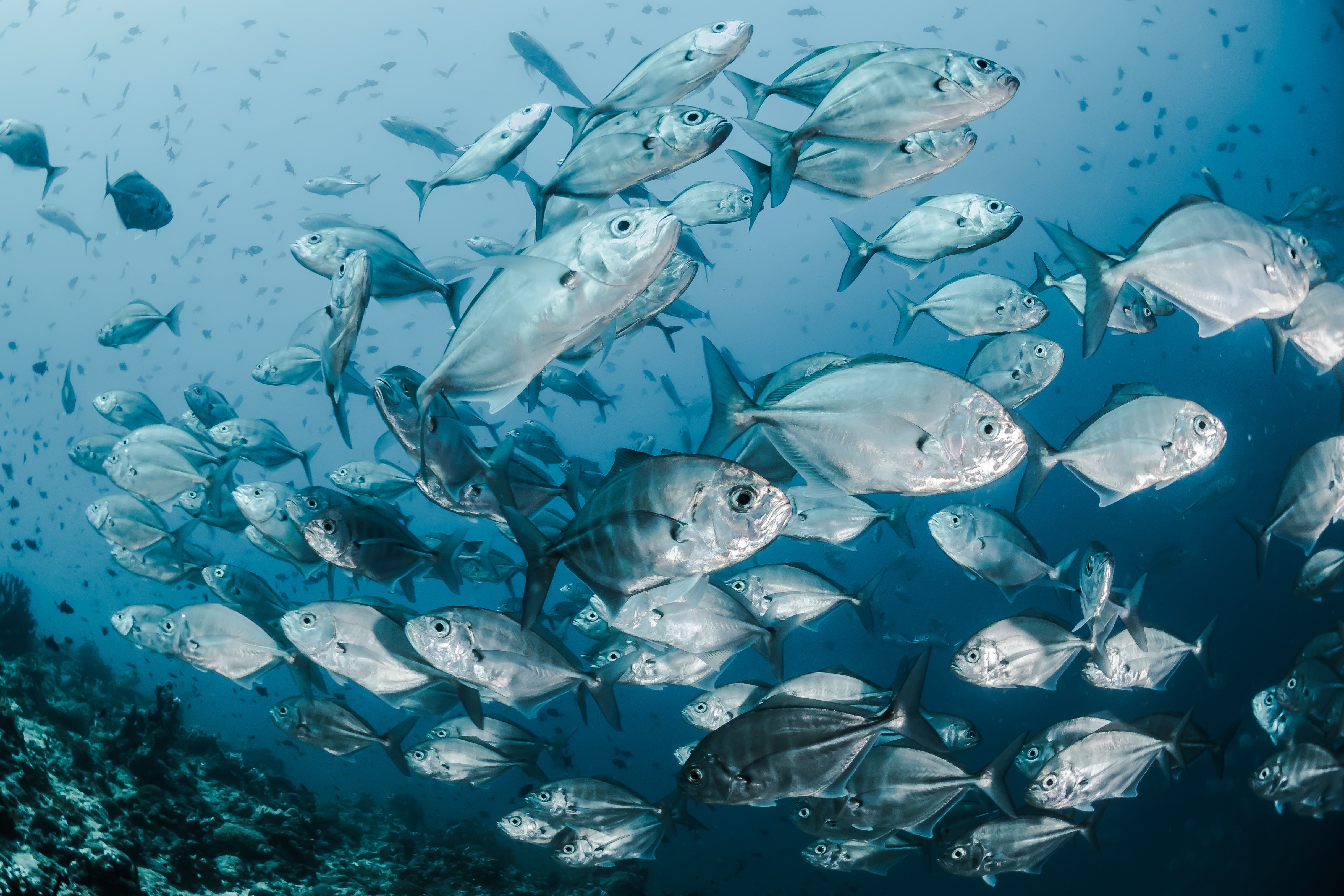 There Are Over 20,000 Fish Species.