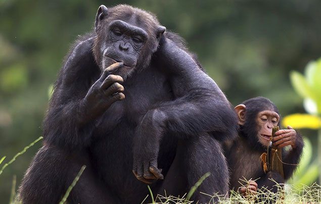 Chimpanzees Aren’t Picky Eaters.