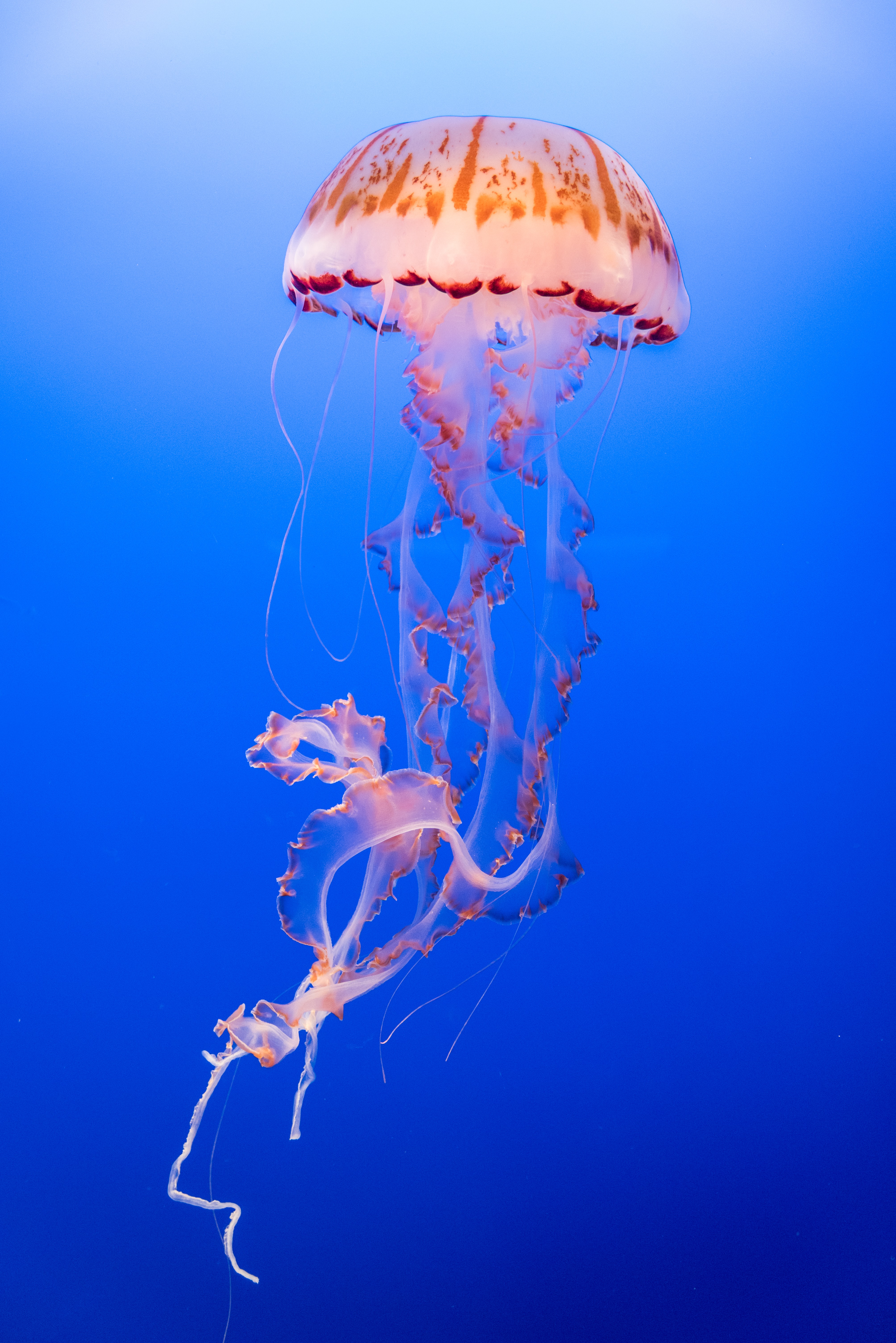 Jellyfish Have Been Around Since Before the Dinosaurs.