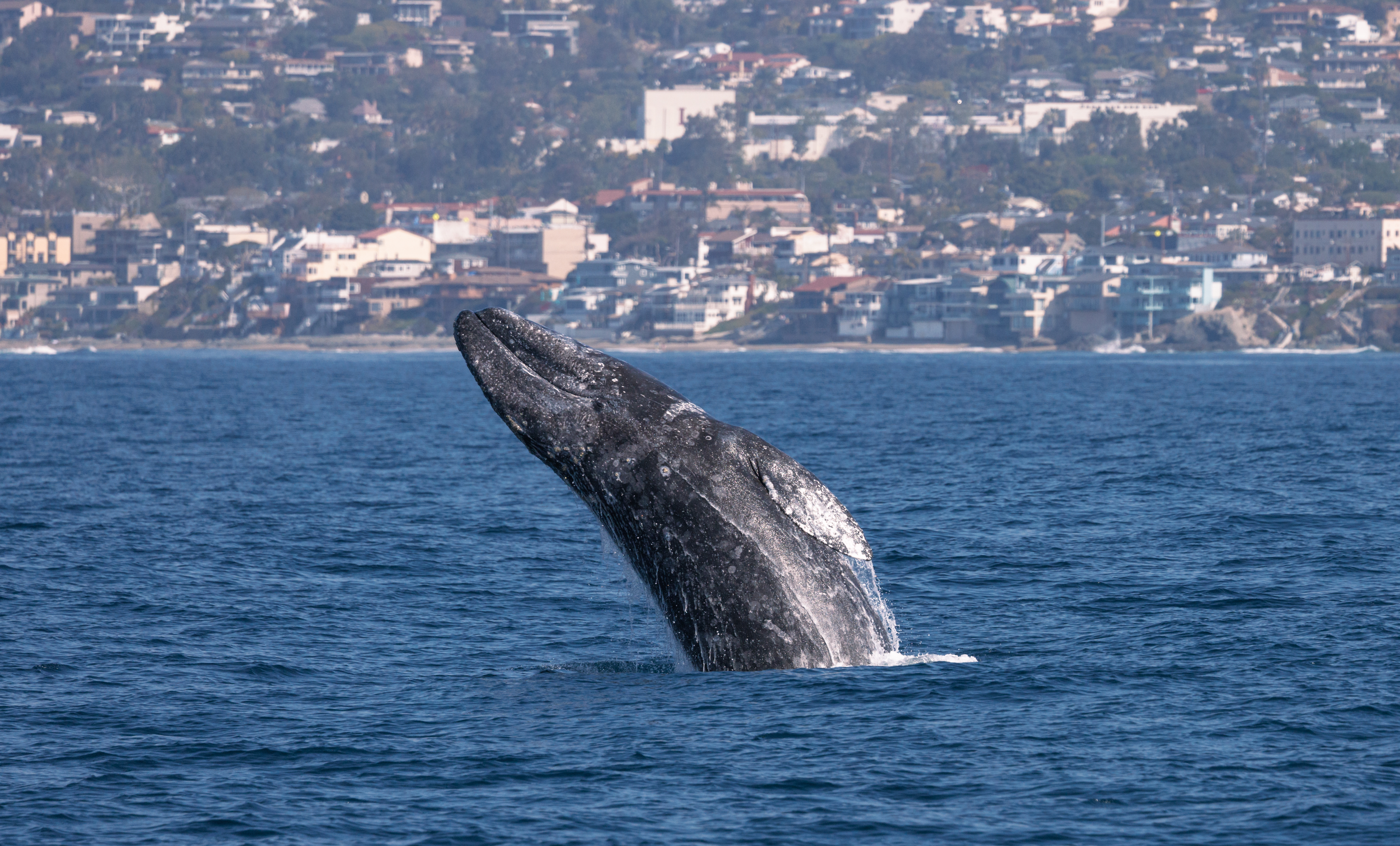 Gray Whales Have One of the Longest Migrations.