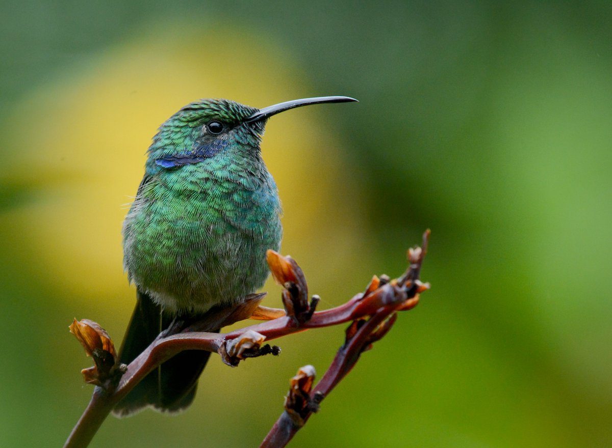 Hummingbirds Migrate Solo.