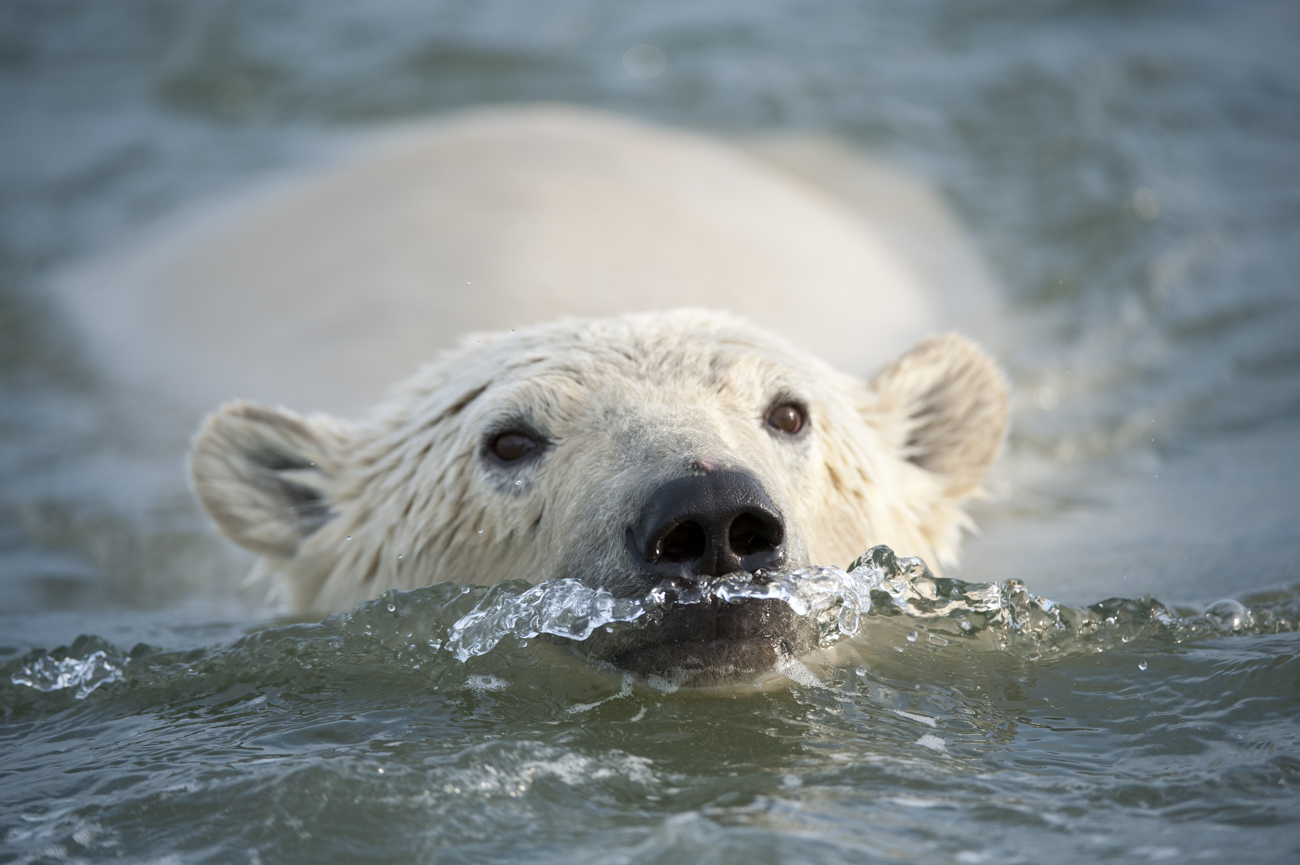 Polar Bears Are Fantastic Swimmers.