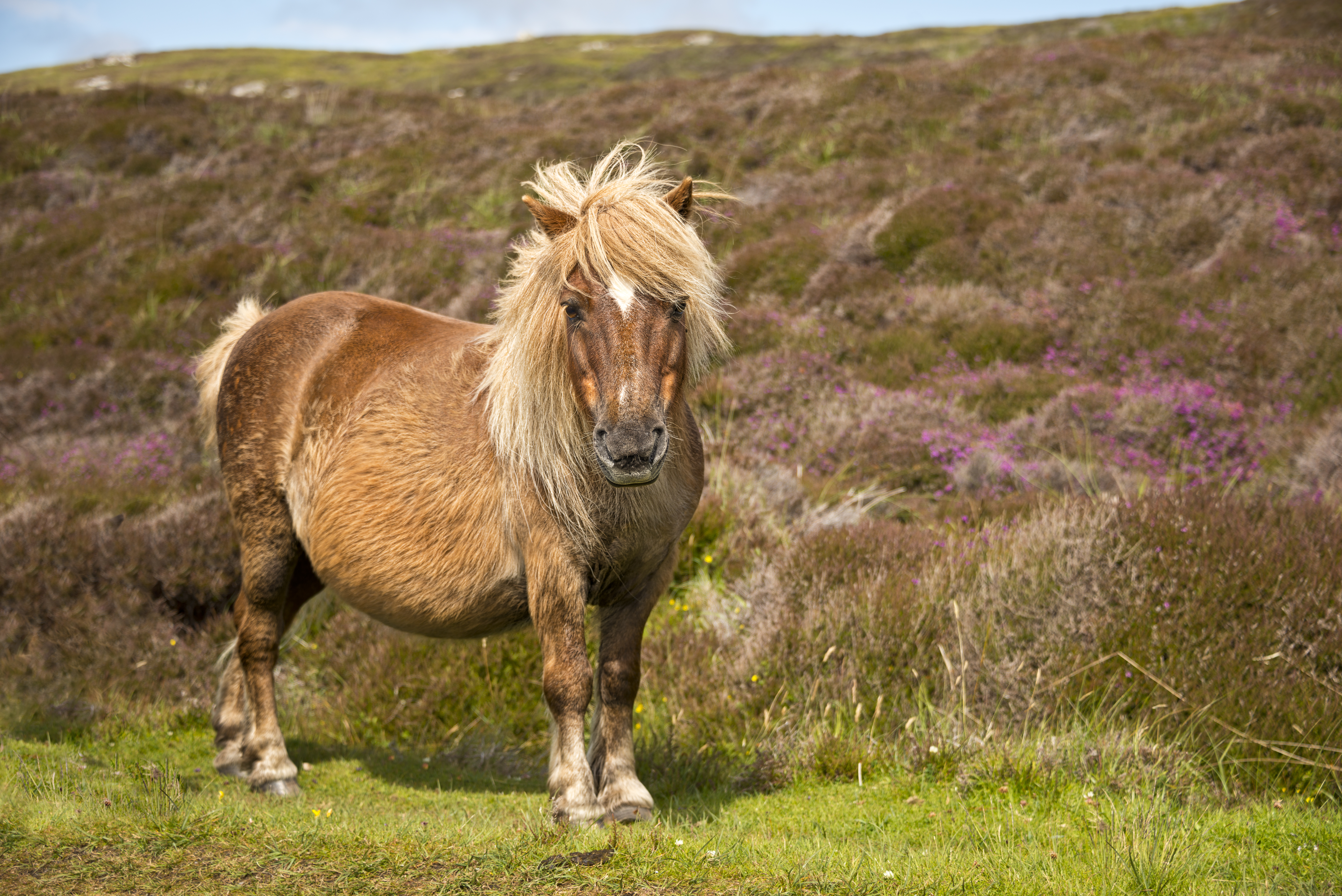 There Are Over 200 Pony Breeds.