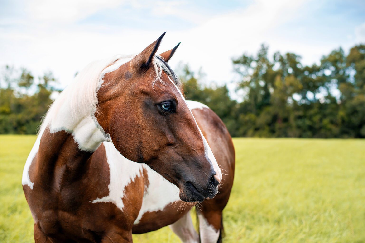 Horses Have Great Hearing.