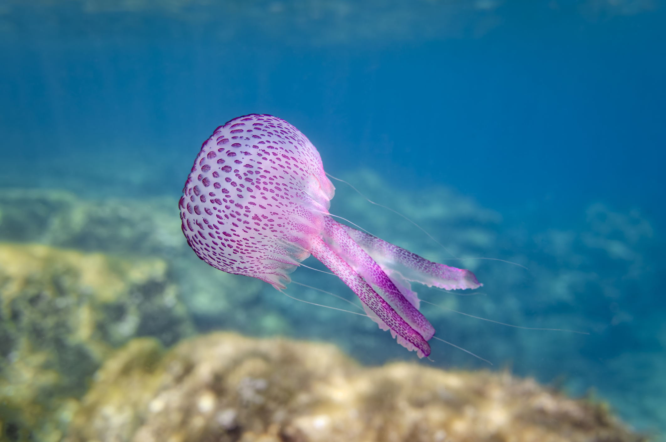 Jellyfish Are 98% Water.