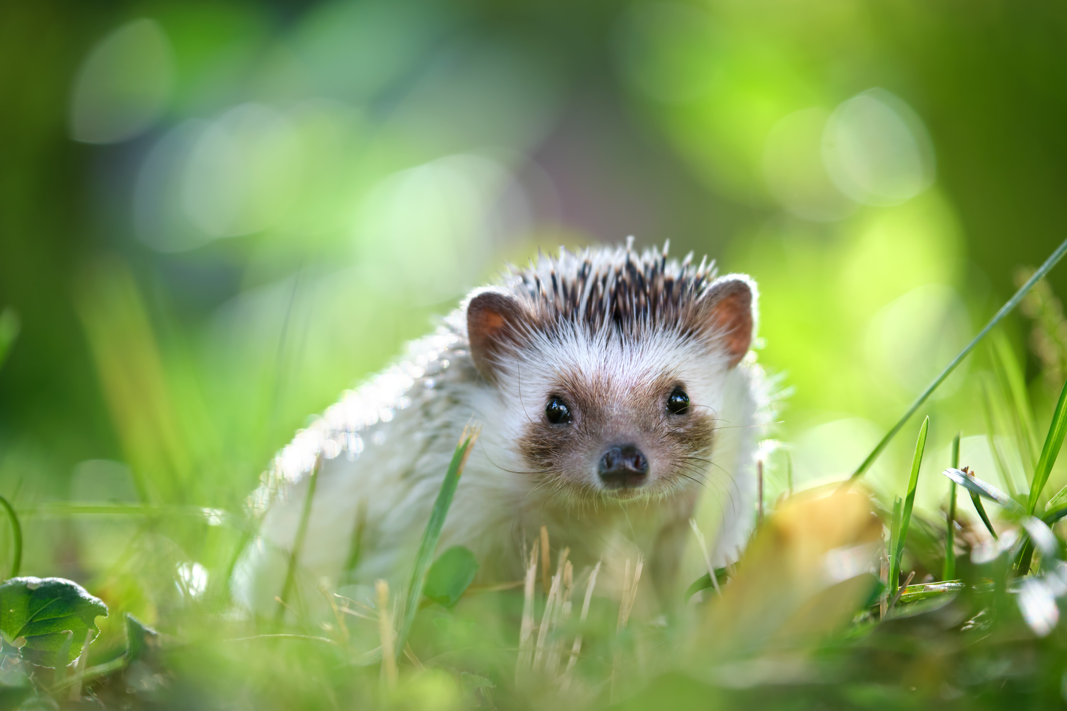 A Group of Hedgehogs Is Called an Array.