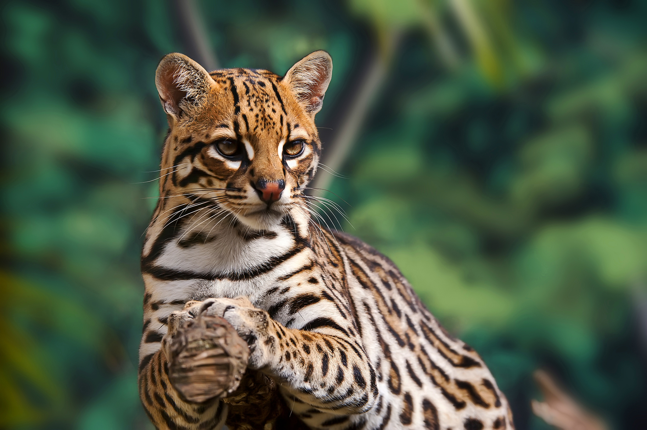 Ocelots Are Nocturnal.