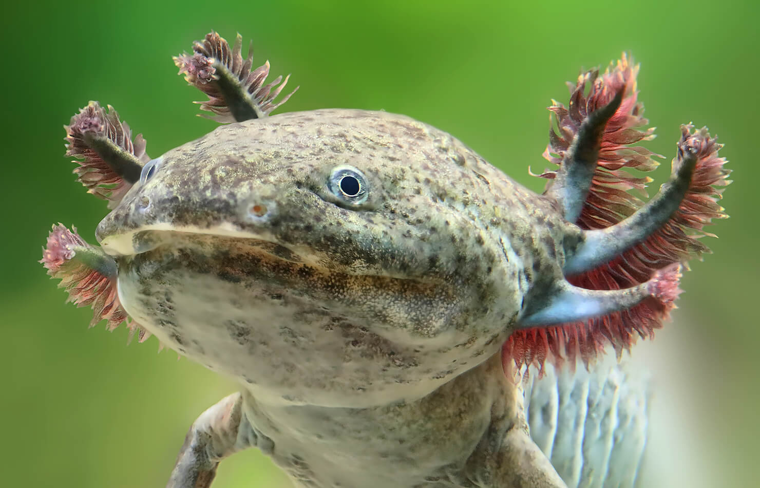 Axolotls Are Neotenic.