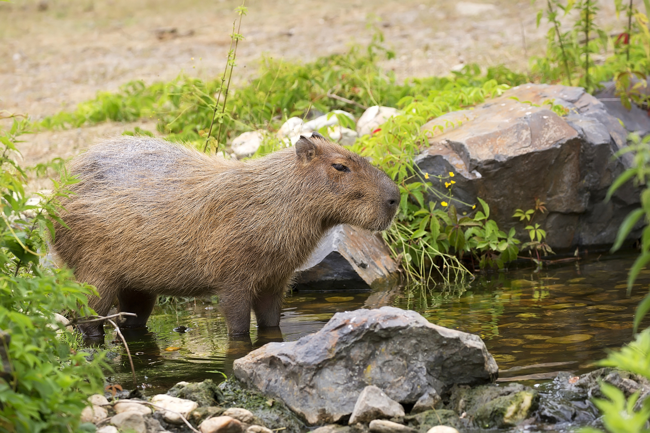 Capybara Are the Largest Rodents in the World.