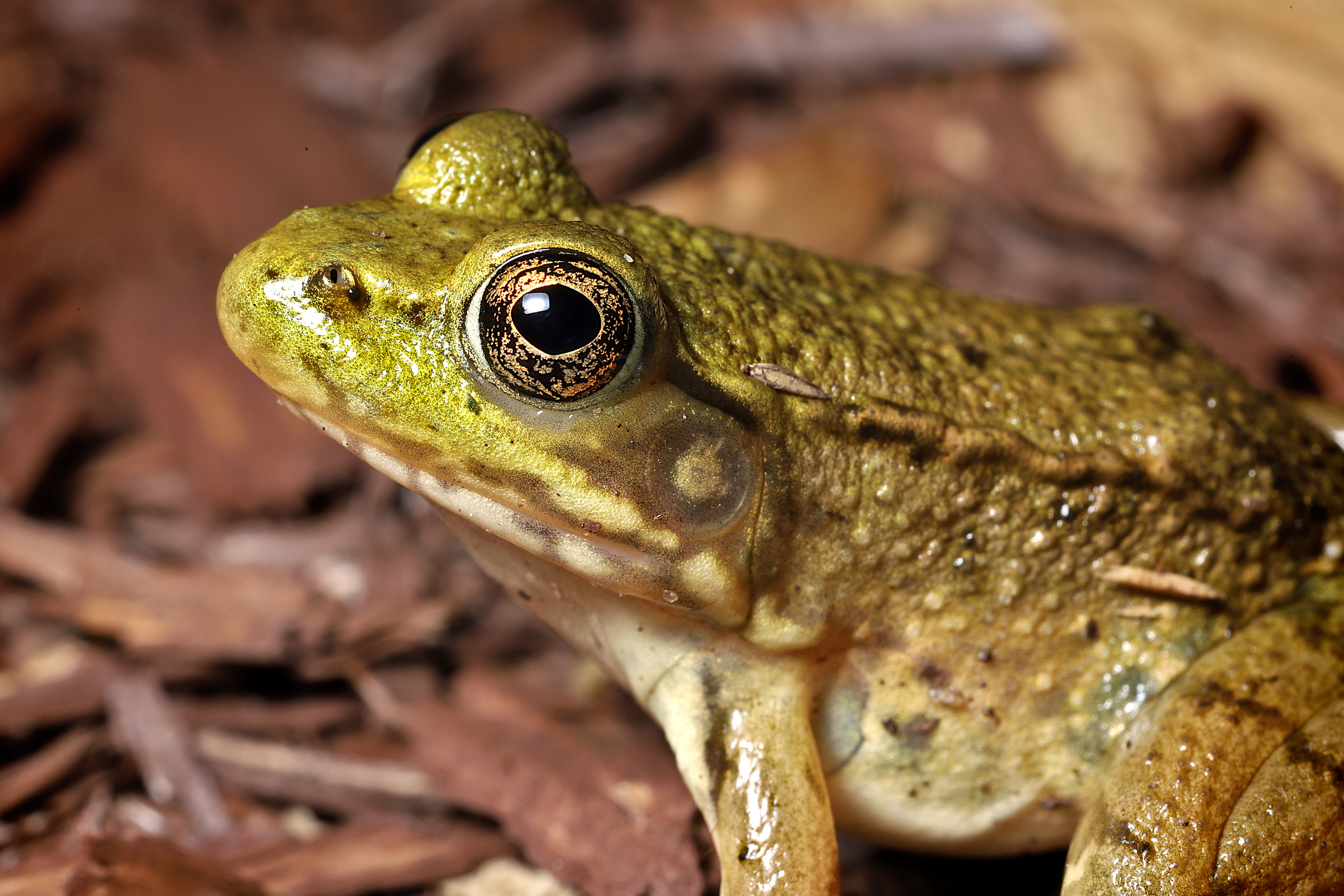 Frogs Were the First Land Animals with Vocal Cords.