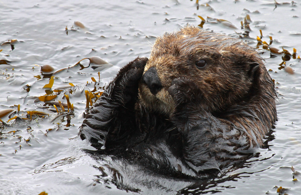 There Are 13 Otter Species.