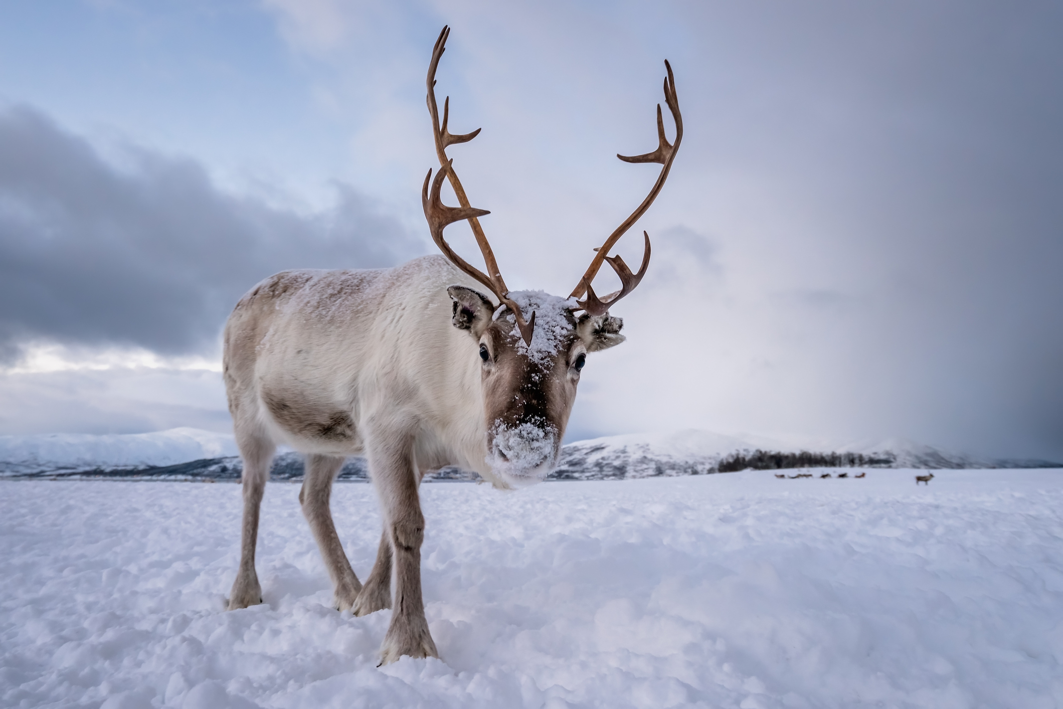 do-female-reindeer-have-antlers-frosty-arctic