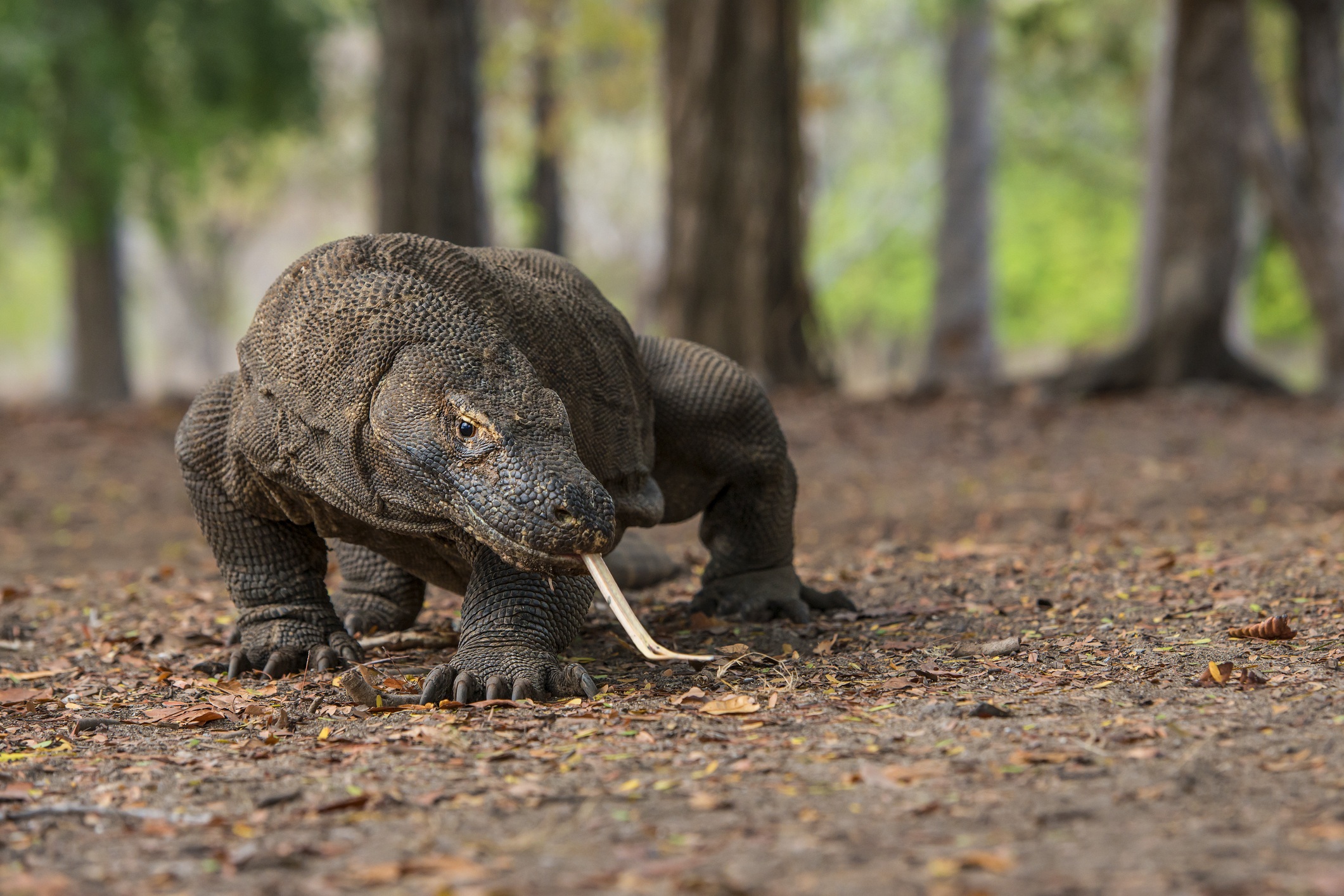 Komodo Dragons Are the World’s Largest Living Lizards.