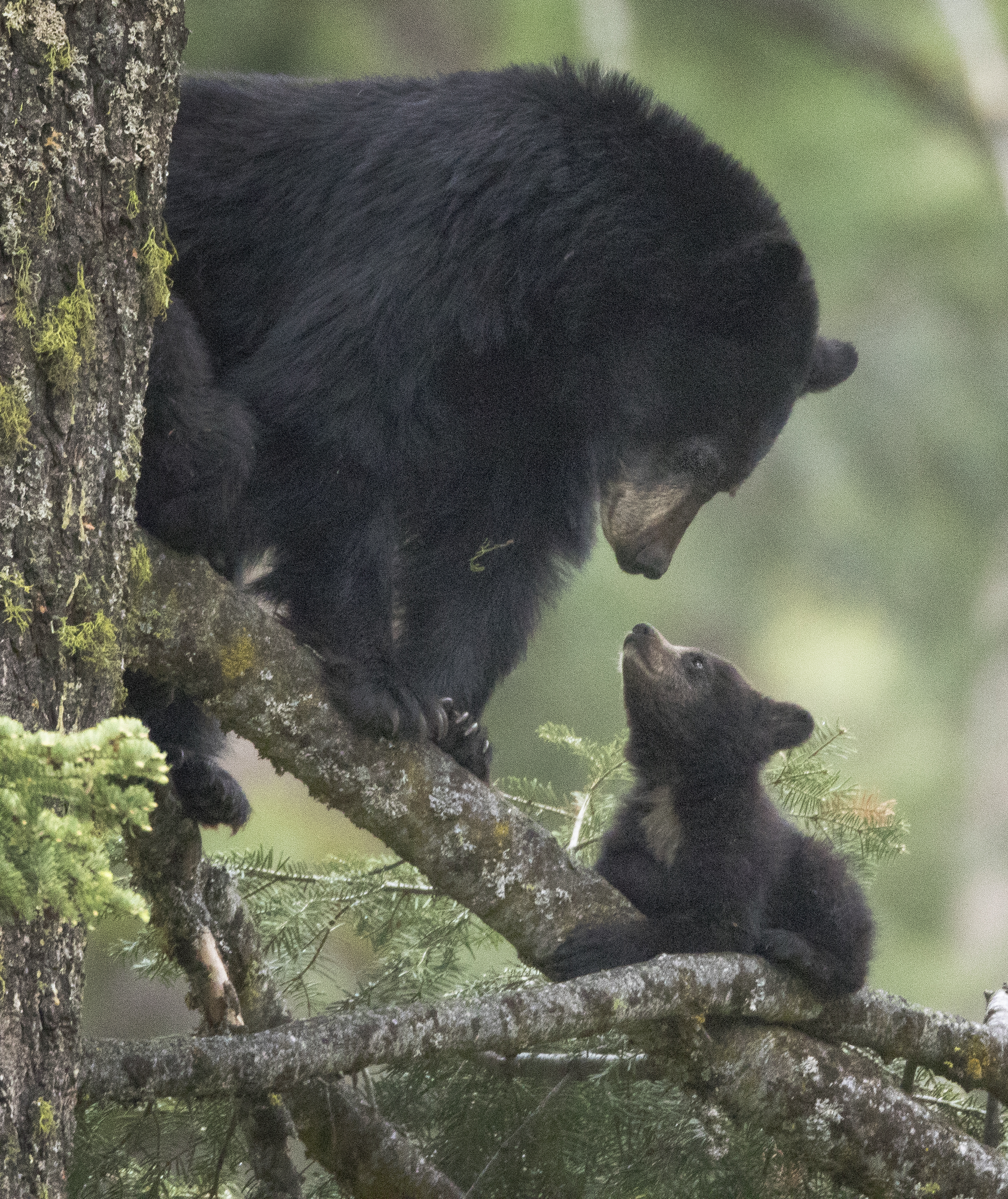 Black Bears Cubs Are Tiny.