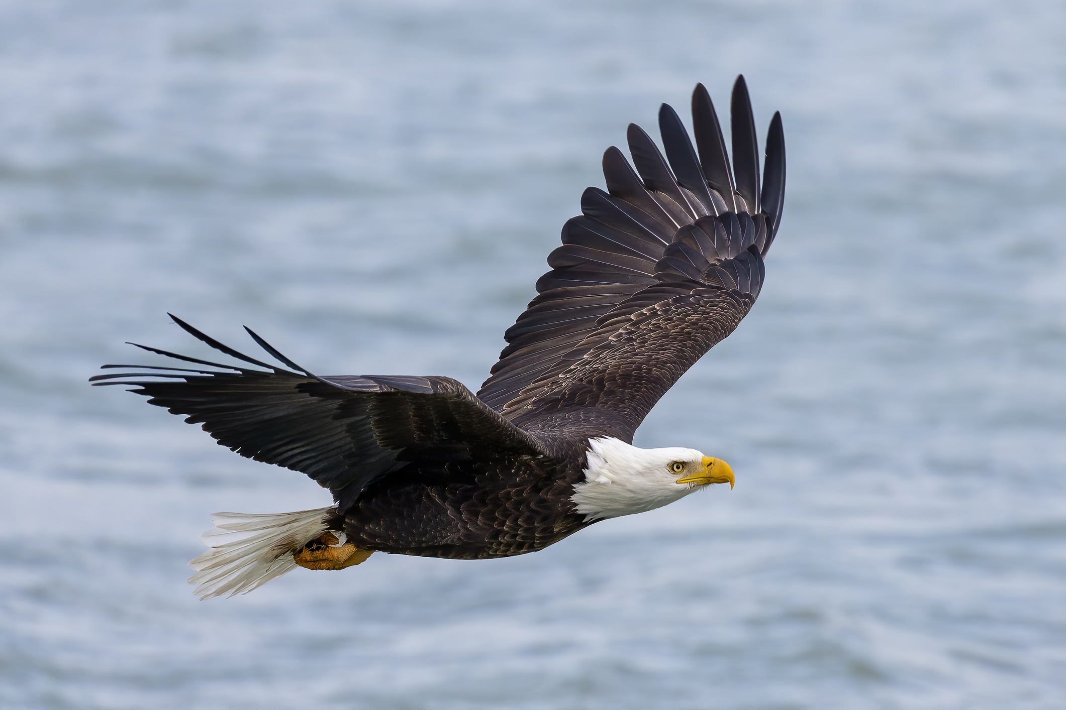 Bald Eagles Have a 7 - 8 Ft. Wingspan.