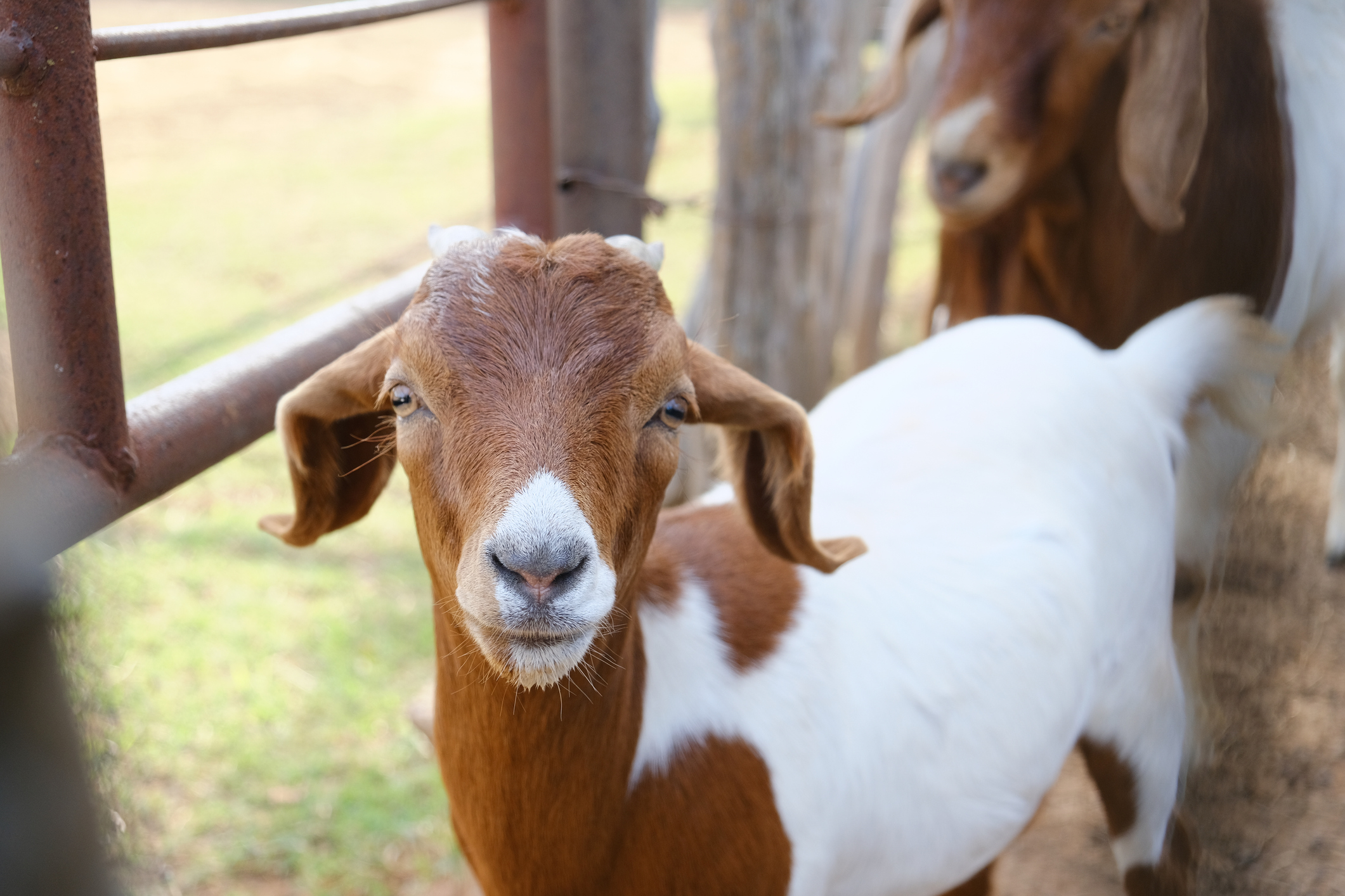 Goats Don’t Have Upper Teeth.